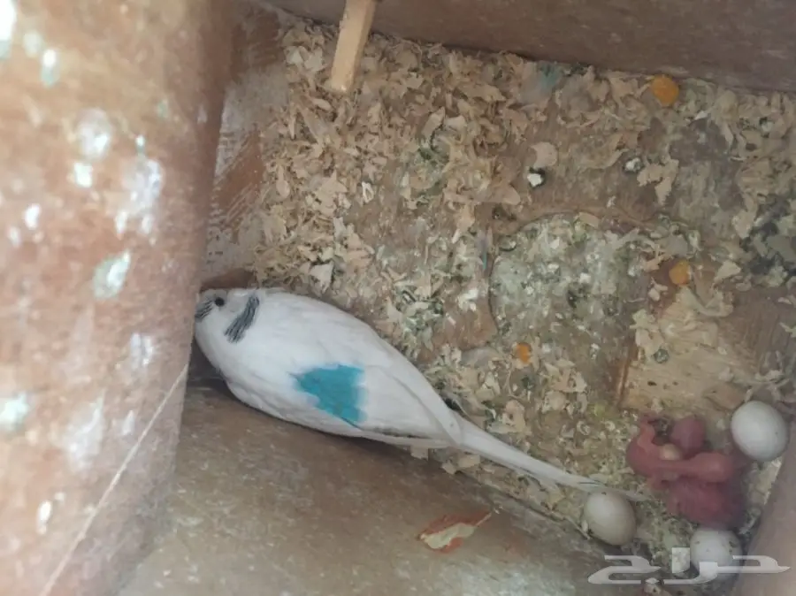 زوج حب منتج (image 3)