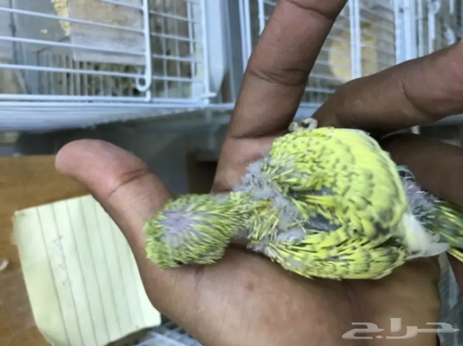 فرخين بادجي غر ألوان ومستويات