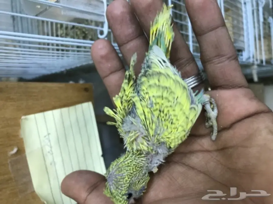 فرخين بادجي غر ألوان ومستويات (image 1)