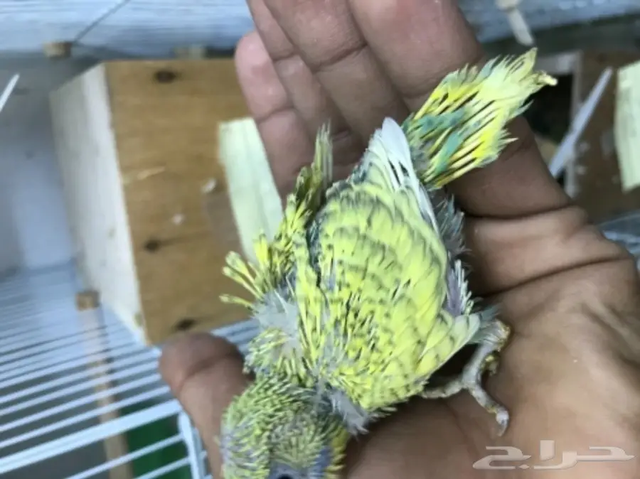 فرخين بادجي غر ألوان ومستويات (image 2)