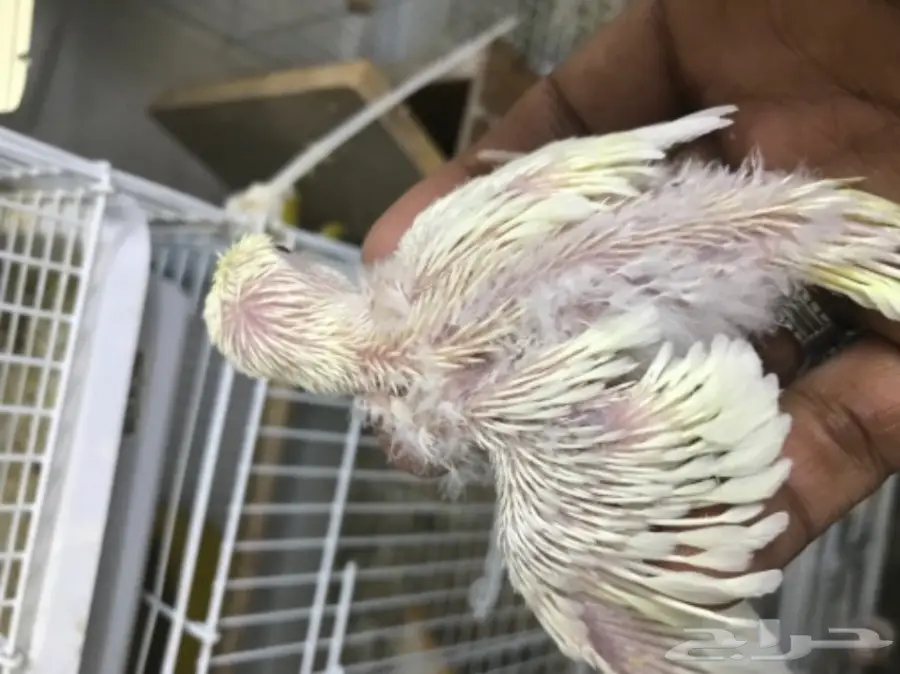 فرخين بادجي غر ألوان ومستويات (image 3)