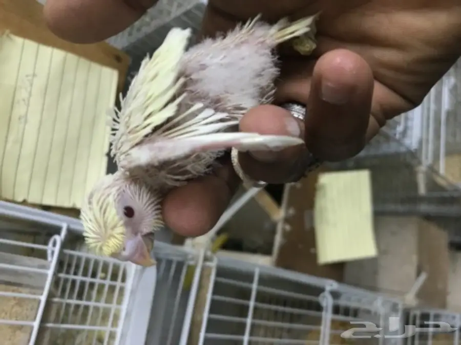 فرخين بادجي غر ألوان ومستويات (image 4)