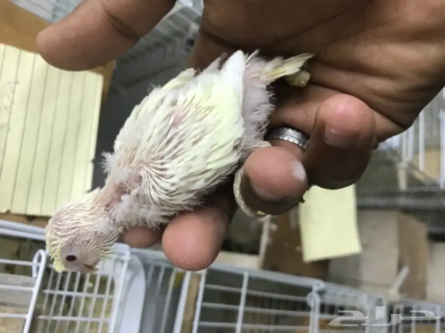 فرخين بادجي غر ألوان ومستويات (image 5)