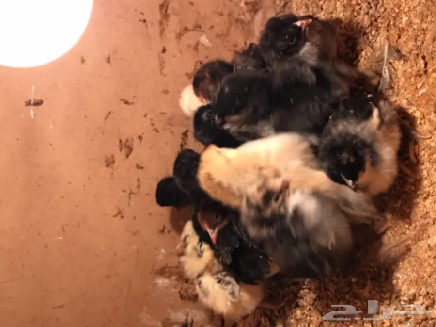 للبيع صوص بلدي 