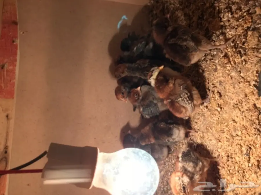 للبيع صوص بلدي  (image 1)