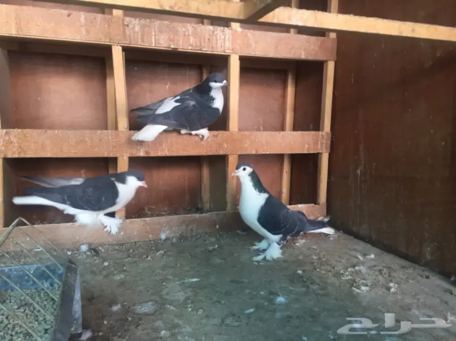 جوزين شيرازي لاهوري