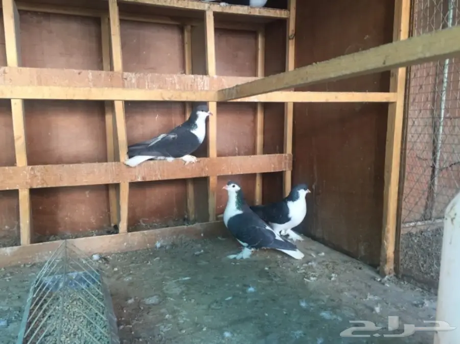 جوزين شيرازي لاهوري (image 1)