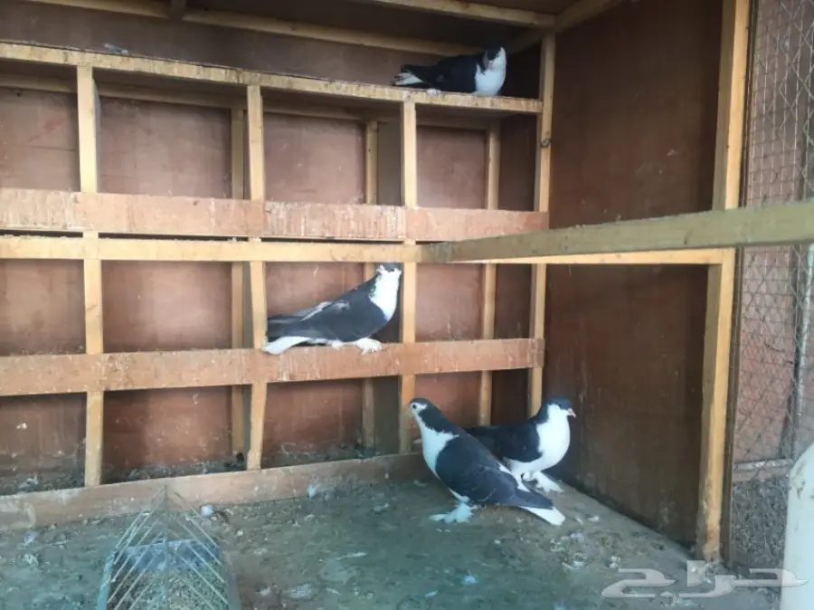 جوزين شيرازي لاهوري (image 2)