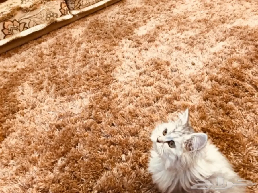 قطة شيرازي صغيرة وجميلة - فرصة لا تعوض! (image 4)