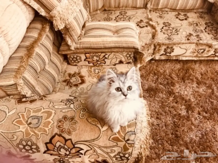 قطة شيرازي صغيرة وجميلة - فرصة لا تعوض! (image 7)