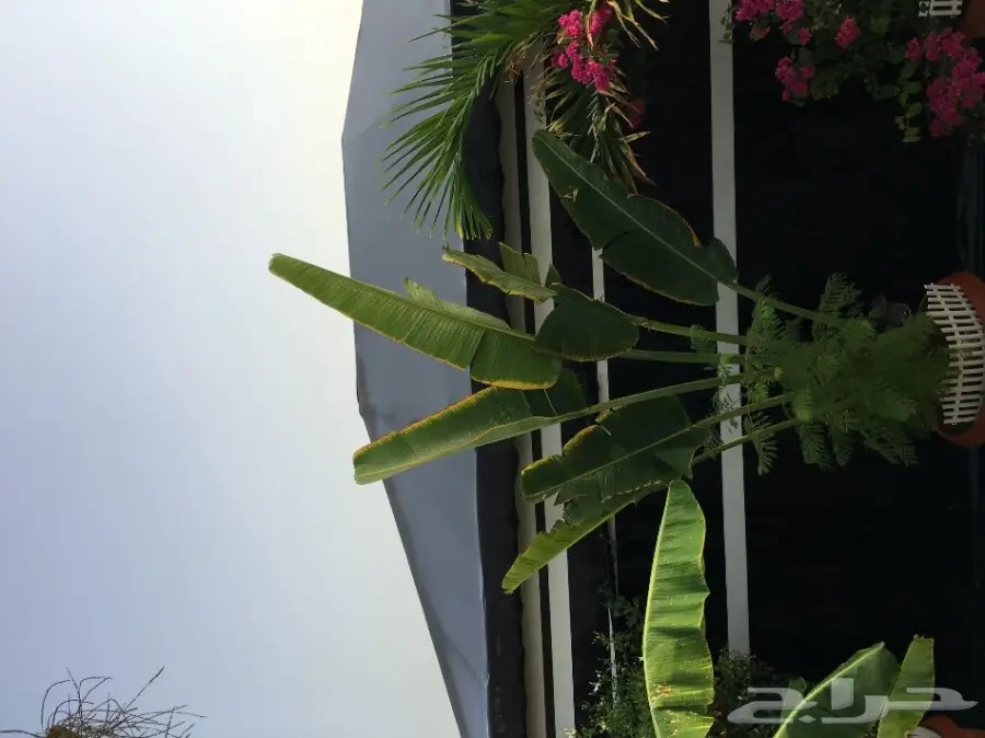 خيمه ملكيه للبيع علاالسوم خلال يوميين النقل (image 1)