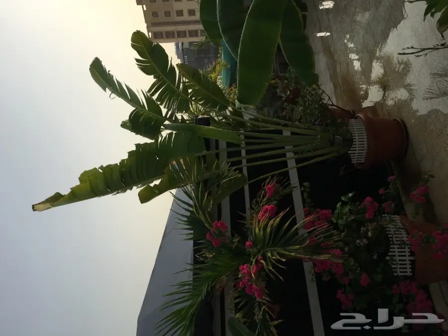 خيمه ملكيه للبيع علاالسوم خلال يوميين النقل (image 2)