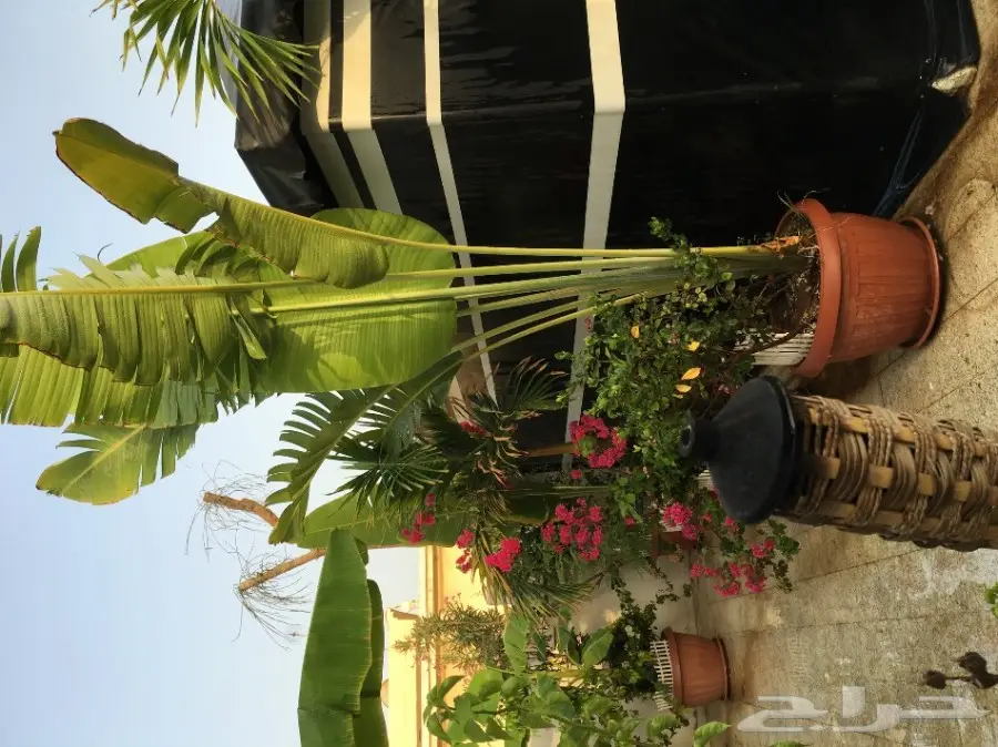 خيمه ملكيه للبيع علاالسوم خلال يوميين النقل (image 4)