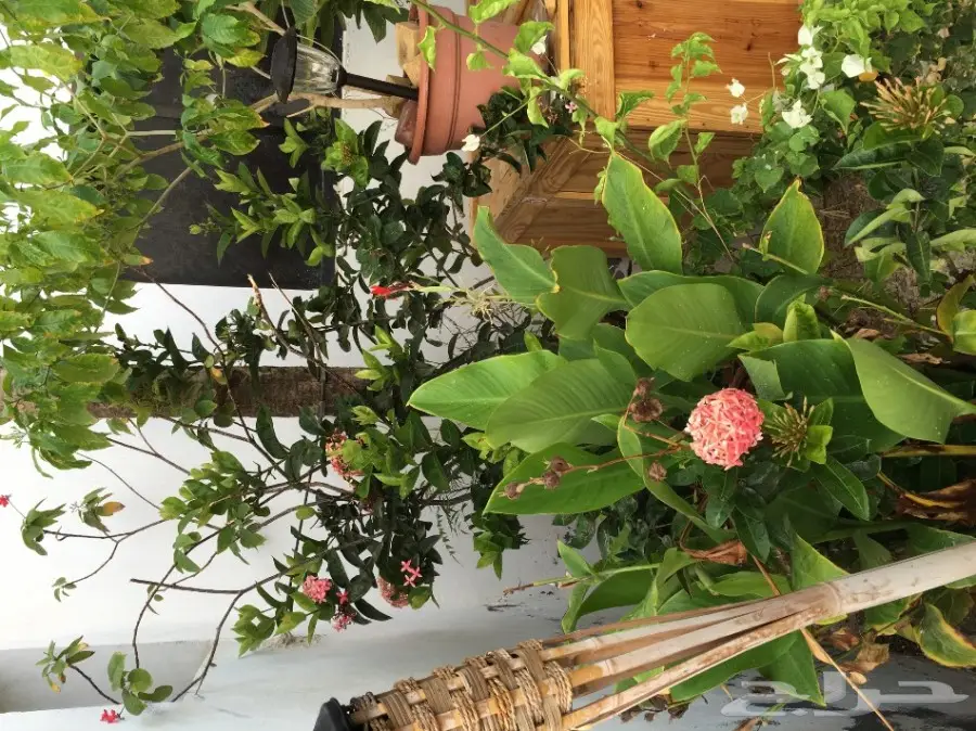 خيمه ملكيه للبيع علاالسوم خلال يوميين النقل (image 8)