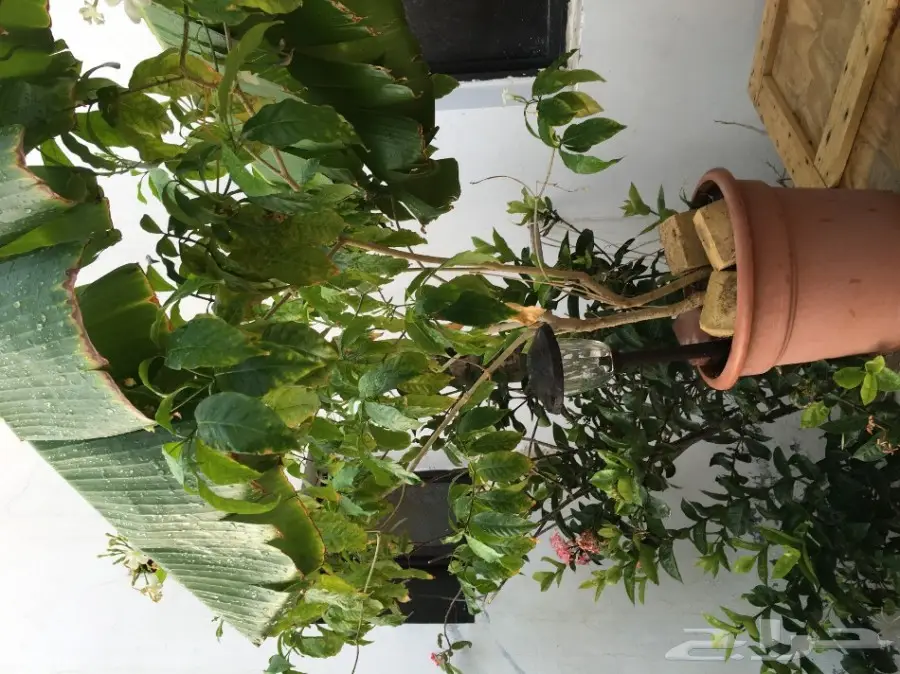 خيمه ملكيه للبيع علاالسوم خلال يوميين النقل (image 9)