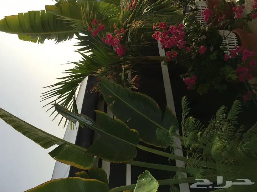 خيمه ملكيه للبيع علاالسوم خلال يوميين النقل (image 10)