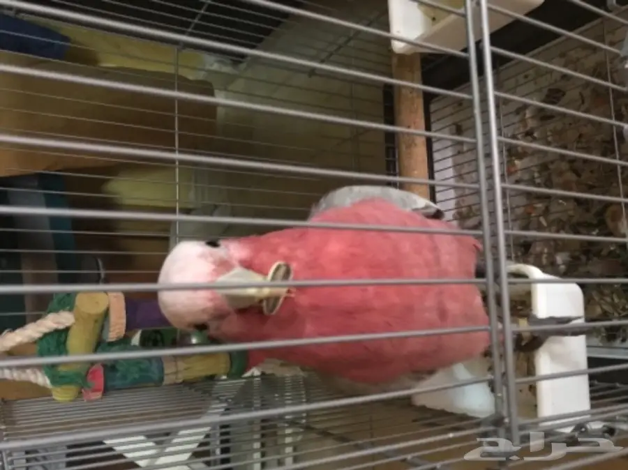 للبيع كوكاتو جالا اليف