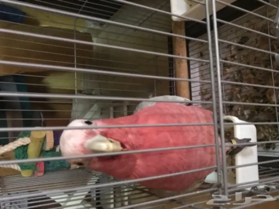 للبيع كوكاتو جالا اليف (image 1)