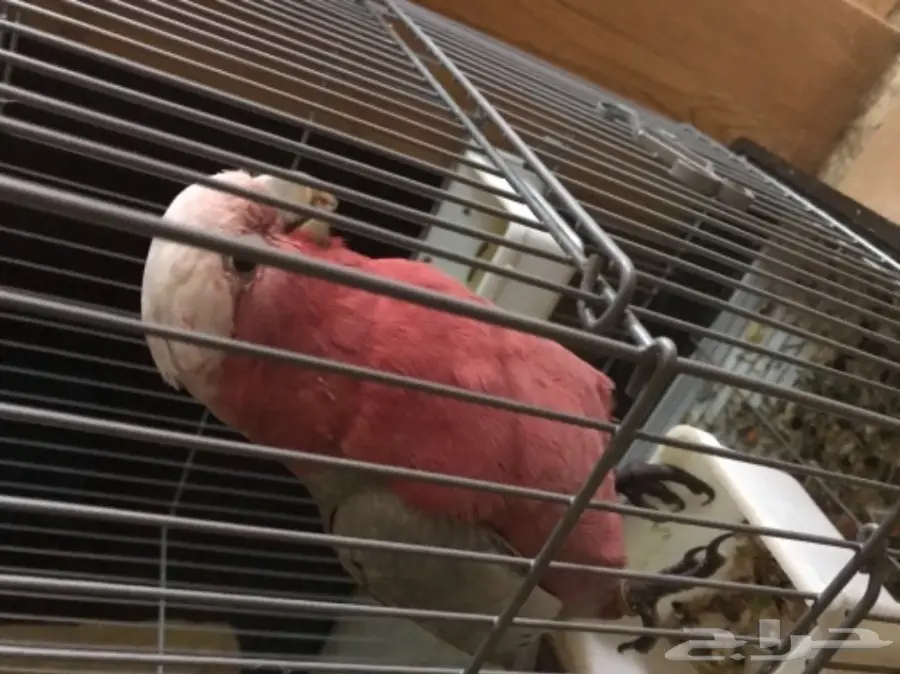 للبيع كوكاتو جالا اليف (image 2)