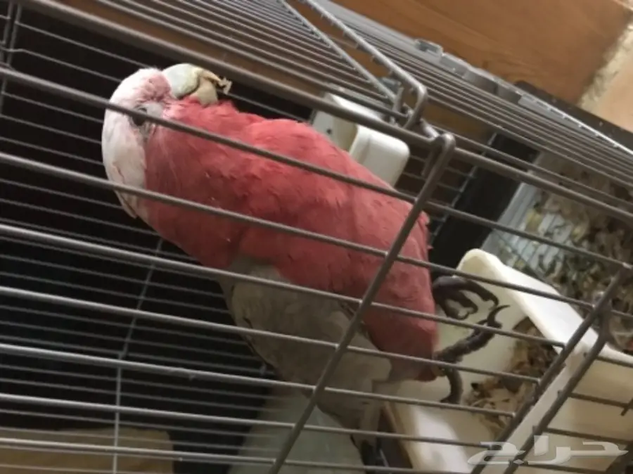 للبيع كوكاتو جالا اليف (image 3)