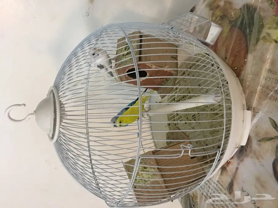 زوج بادجي وانثى للبيع