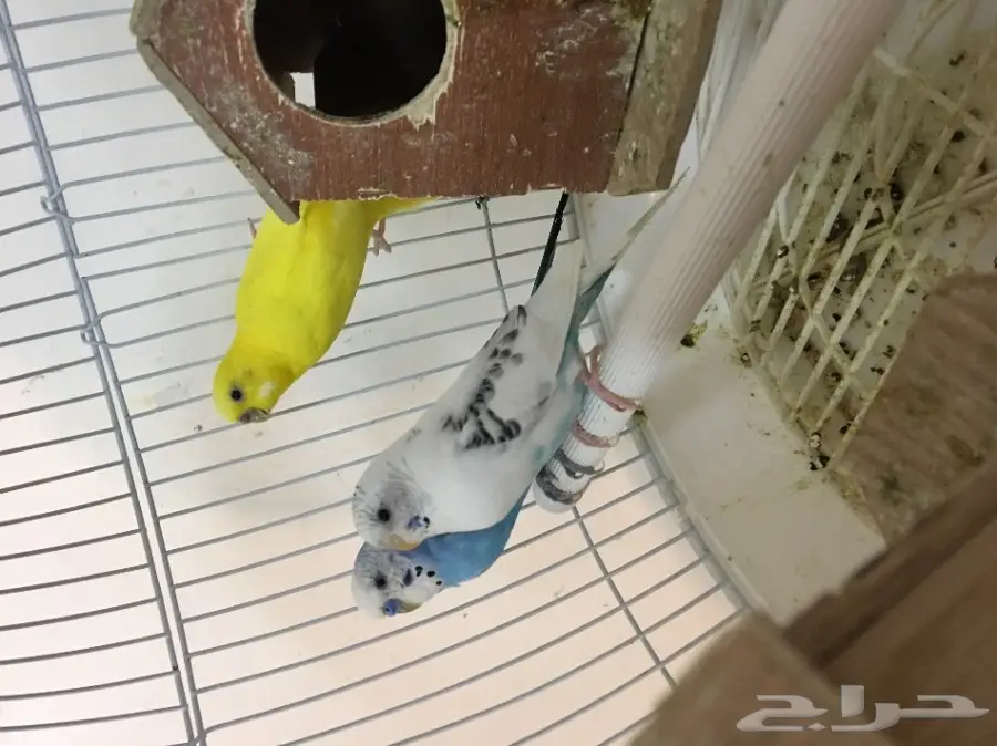 زوج بادجي وانثى للبيع (image 3)