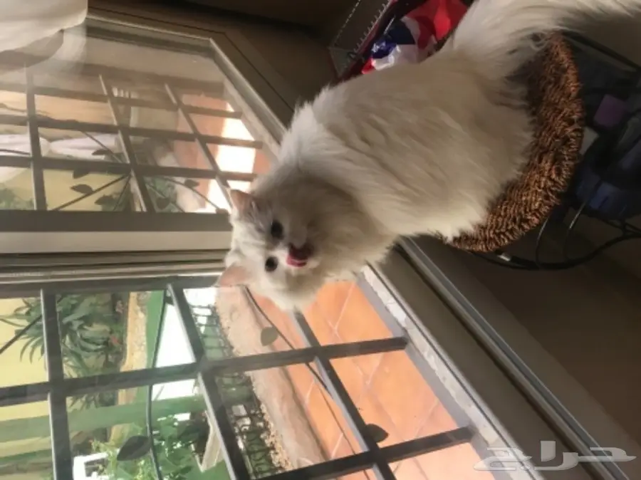 عرض قطة للتبني