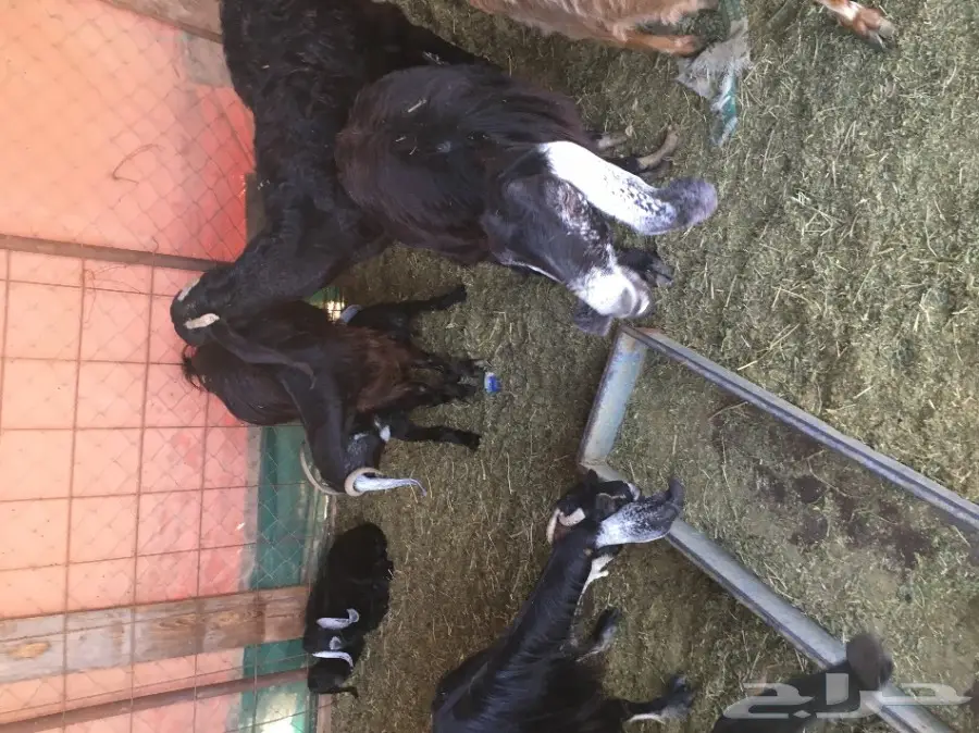 معزا عدد 67 للبيع ينبع