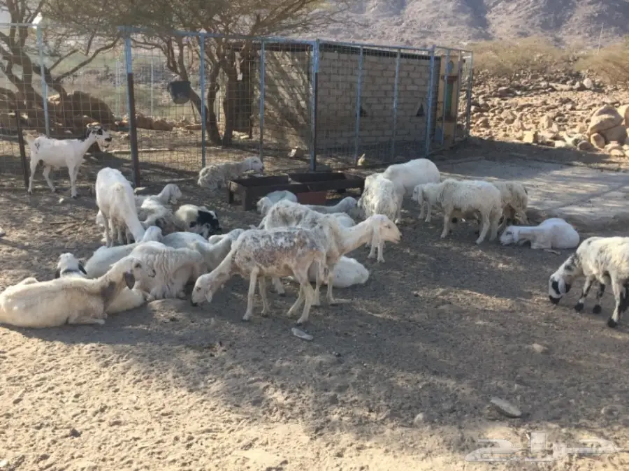 ضان 18 تحتها8 للبيع