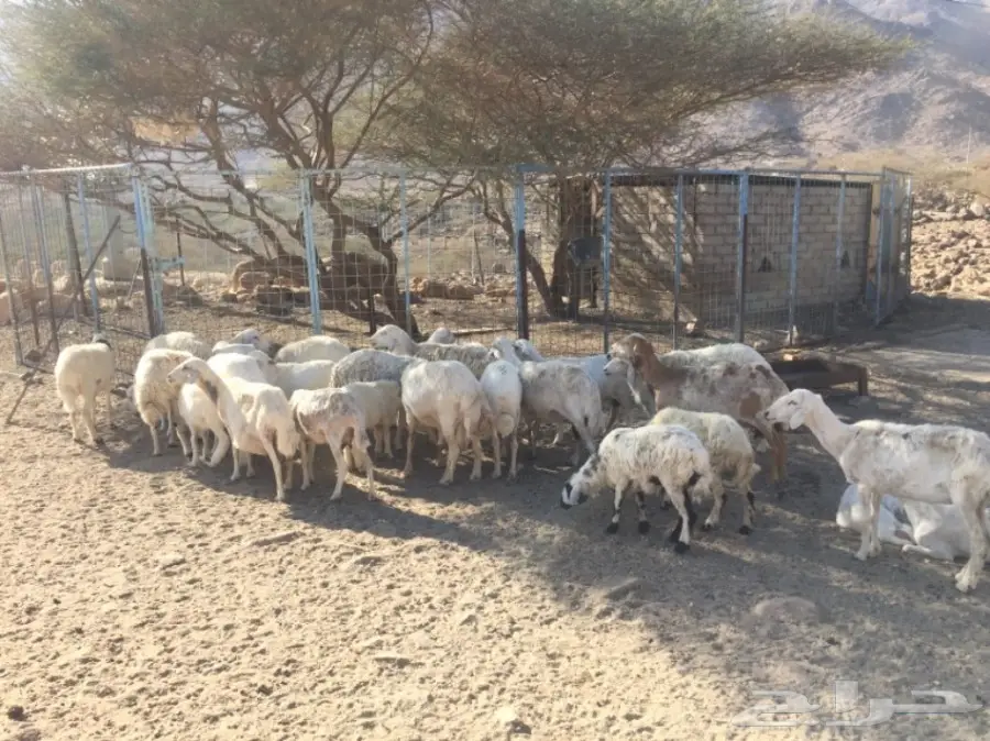 ضان ضان للبيع - فرصة لا تُفوّت! (image 3)