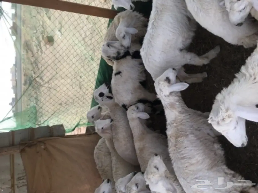 طليان حريه مع الذبح والتوصيل (image 2)