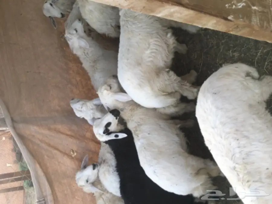 طليان حريه مع الذبح والتوصيل (image 3)