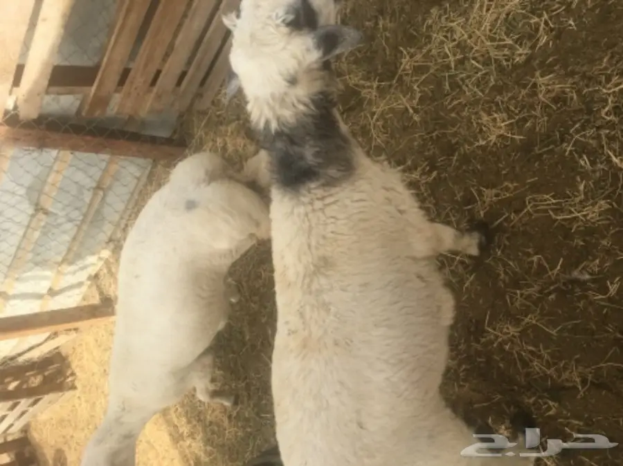 طليان حريه مع الذبح والتوصيل (image 16)