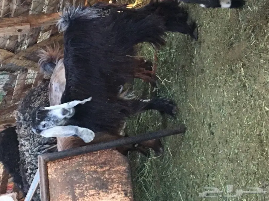 معزا ولد العدد 7 معاها 7 الحليب وافر  (image 2)