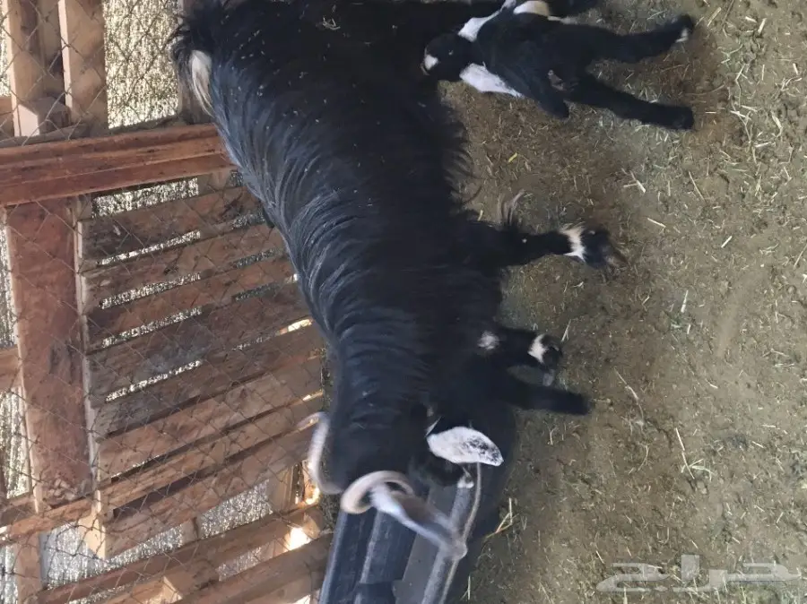 معزا ولد العدد 7 معاها 7 الحليب وافر  (image 3)