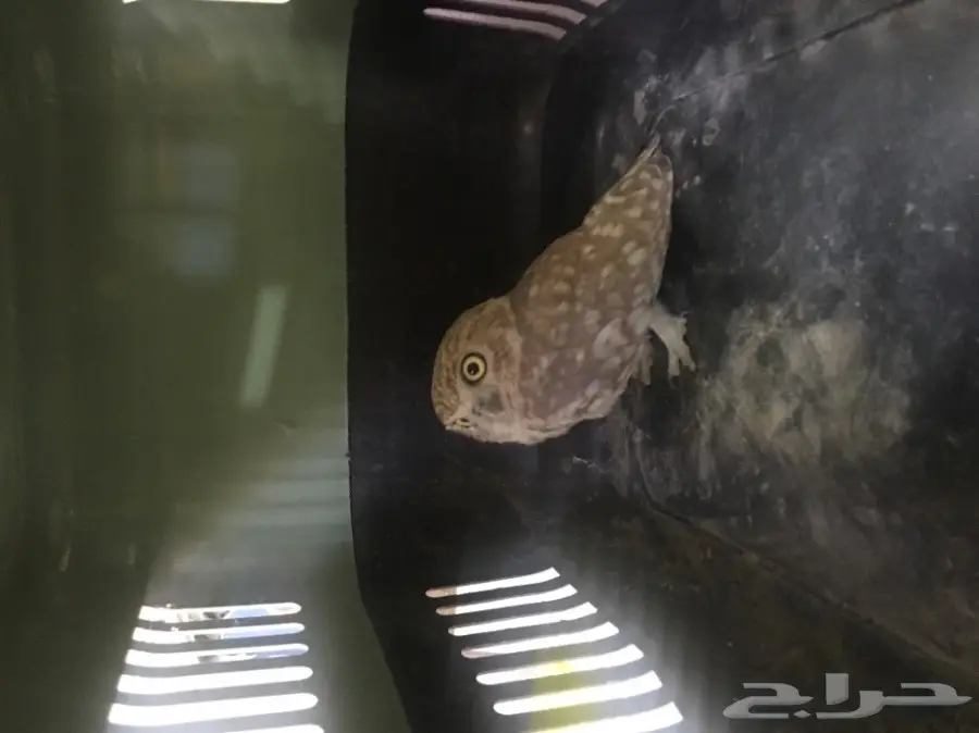 بومه جميله للبيع