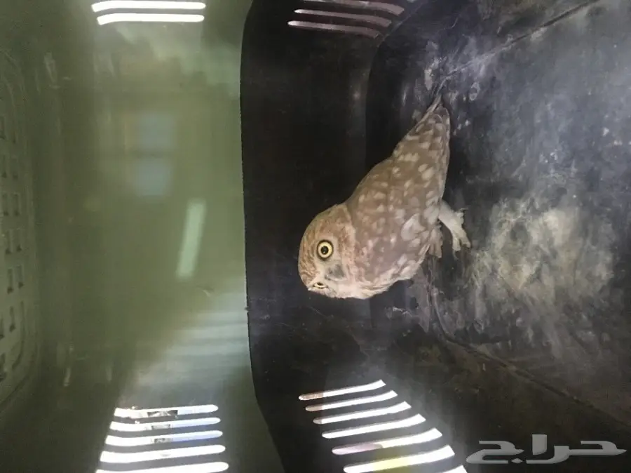 بومه جميله للبيع (image 1)