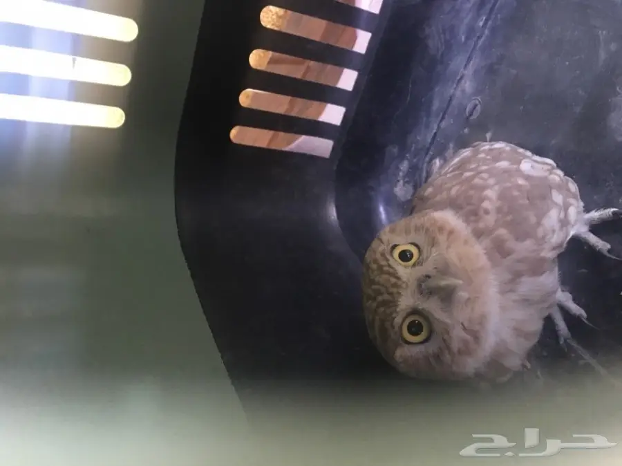 بومه جميله للبيع (image 2)