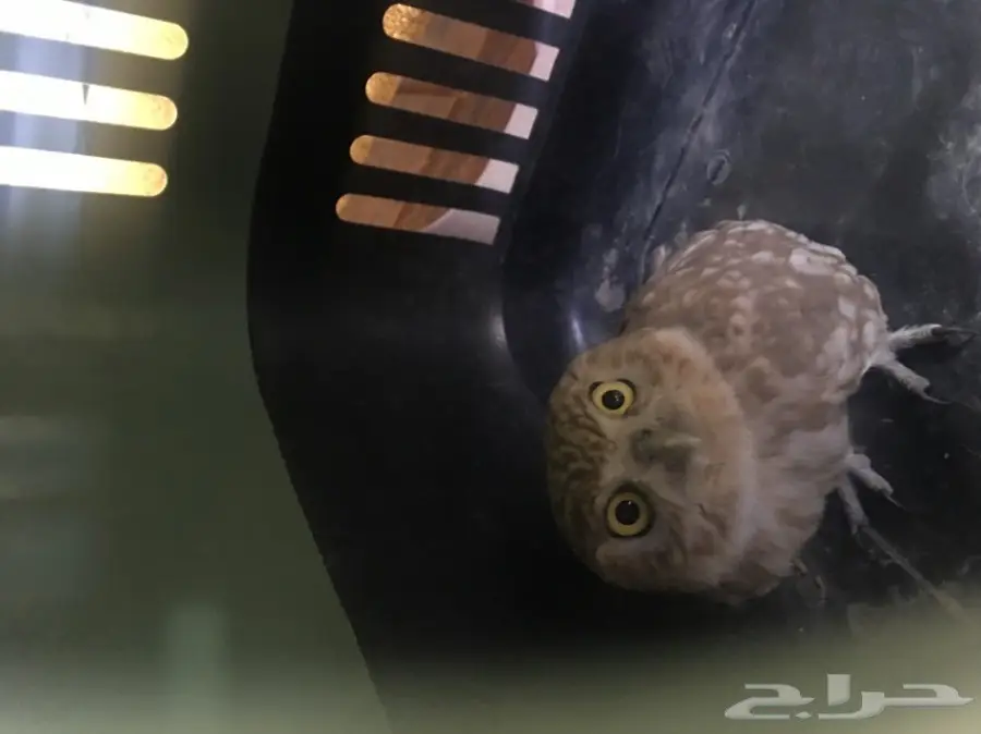 بومه جميله للبيع (image 3)