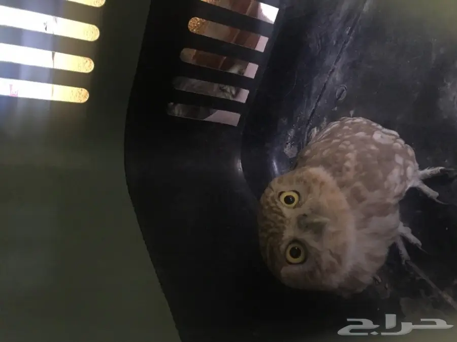 بومه جميله للبيع (image 4)