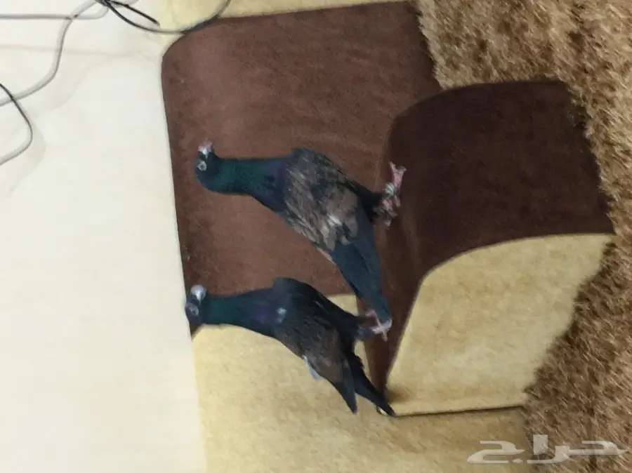 فيدوني وش نوع الحمام هذا 