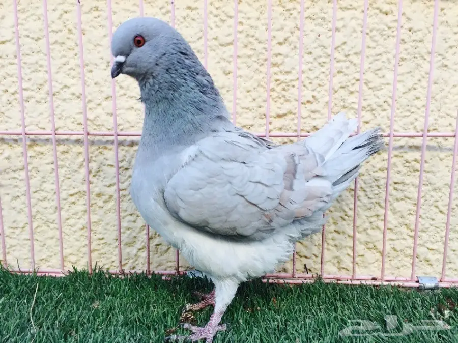 أنثى كنق مديني مميزة - فرصة لا تُفوَّت! (image 3)