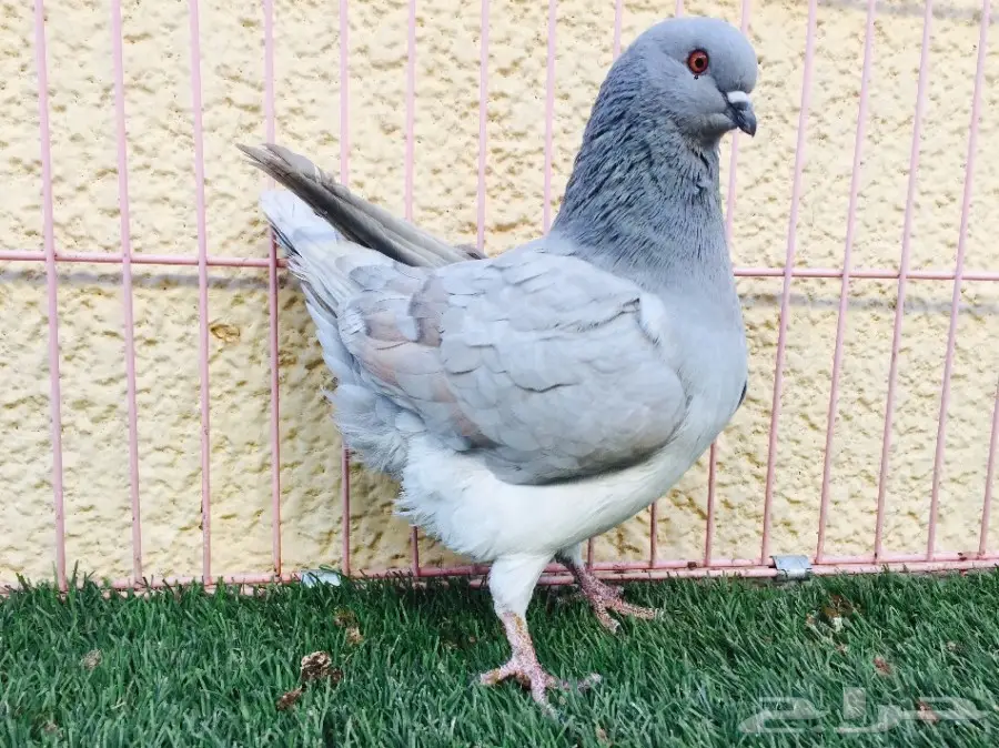 انثى كنق مديني المستوى طيب مشاءالله  (image 5)