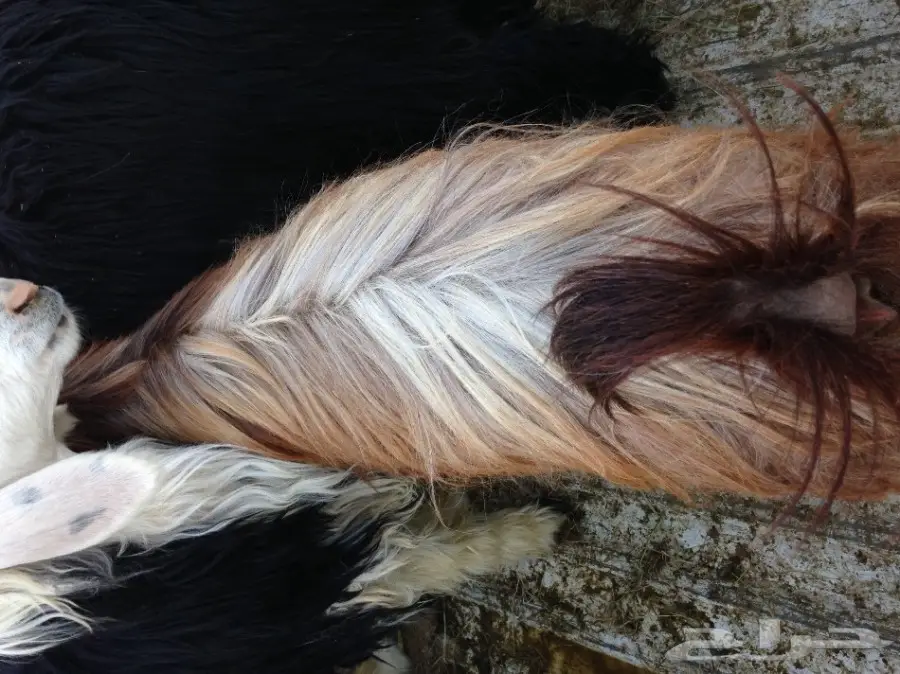 عنز ثنيه حليب وظهرها فل (image 2)