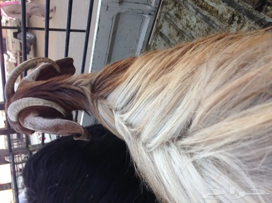 عنز ثنيه حليب وظهرها فل (image 3)