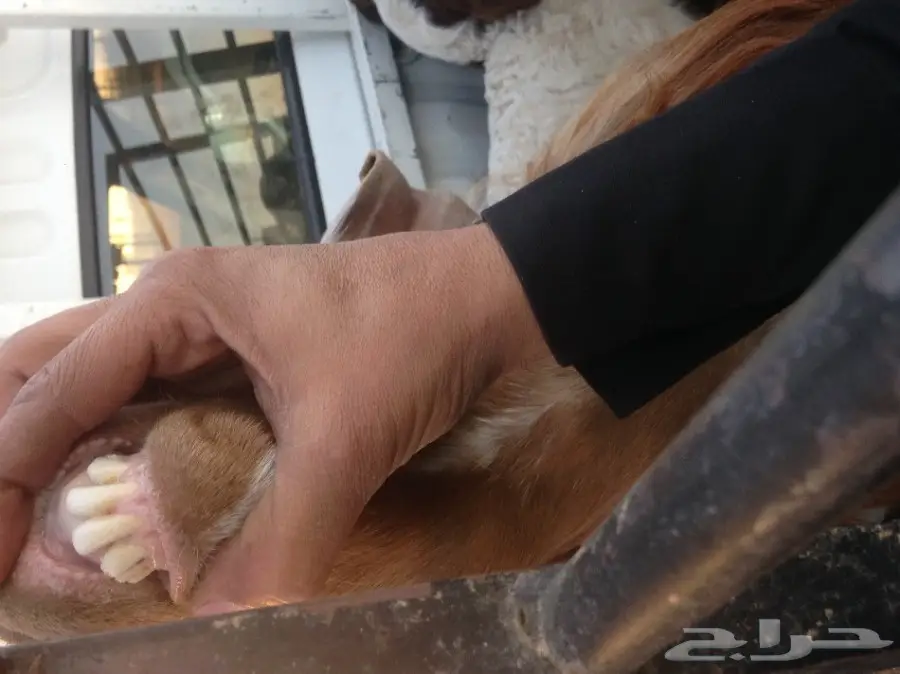 عنز ثنيه حليب وظهرها فل (image 4)