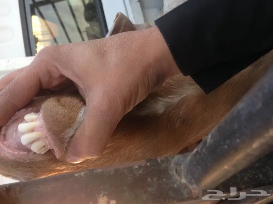عنز ثنيه حليب وظهرها فل (image 5)