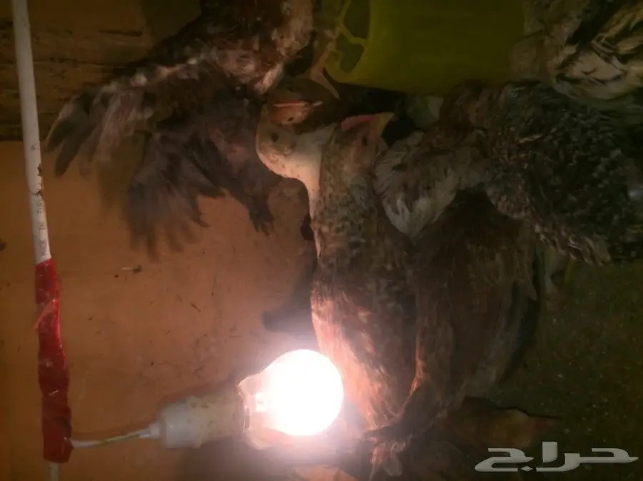 صيصان بلدي - طعم البيت الأصيل!