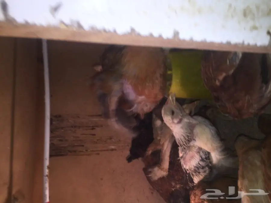 صيصان بلدي - طعم البيت الأصيل! (image 5)