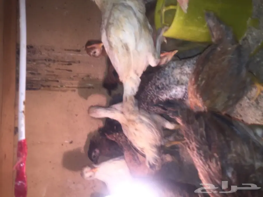 صيصان بلدي - طعم البيت الأصيل! (image 7)